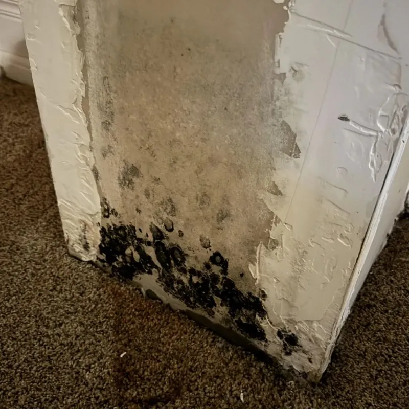 Professional Mold Removal in Pulaski, VA